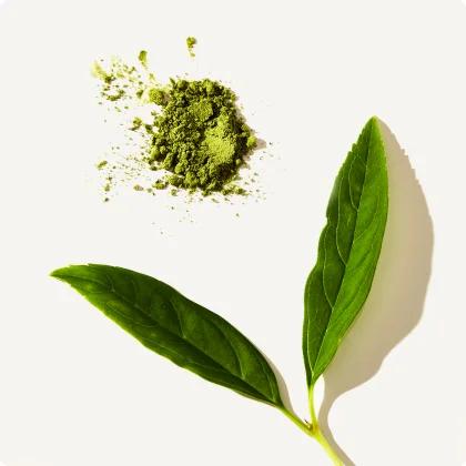 Green Tea Extract